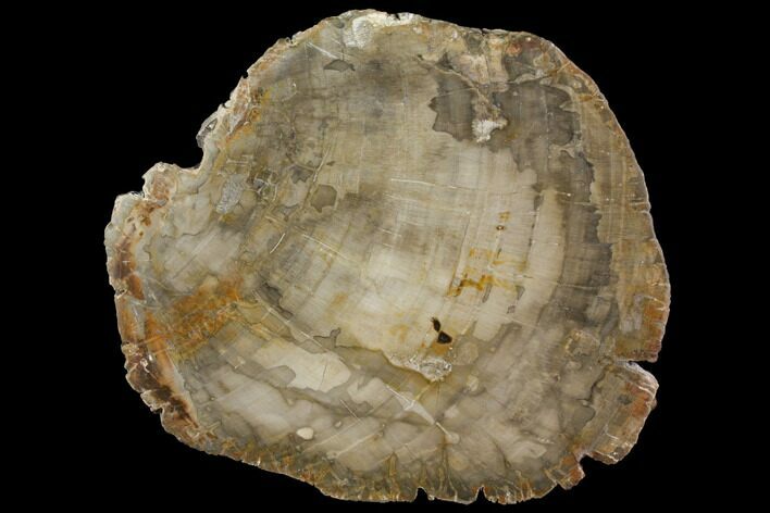 Petrified Wood (Araucaria) Slab - Madagascar #118711